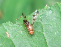 Geomyza tripunctata 2