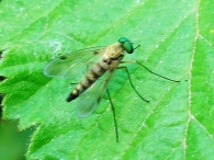 Chrysophilus asiliformis