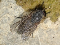 Tabanus bromius