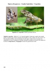 Tephritis vespertina