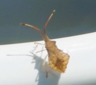 Syromastus rhombeus (Linnaeus, 1758). Chinche rombo.
