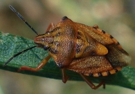 Carpocoris pudicus