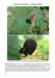 Tetraneura ulmi