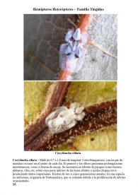 Corythucha ciliata