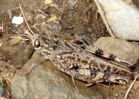 Calliptamus italicus