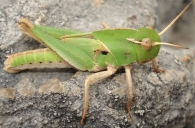 Locusta migratoria cinerascens -joven- 2