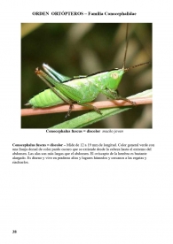 Conocephalus fuscus