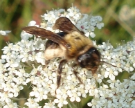 Andrena cf. piipes = carbonaria 2