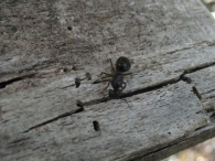 Camponotus sp, posiblemente aethiops. 2