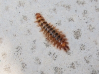 Drilus sp. -larva-