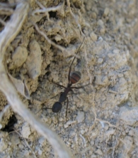 Camponotus cruentatus, obrera minor