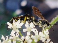 Macrophya montana - macho y hembra-