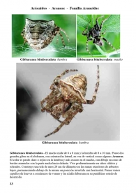 Gibbaranea bituberculata