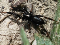 Setaphis carmeli