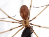 Pholcus phalangioides -detalle-