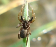 Aulonia albimana -hembra-