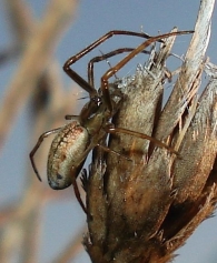 Tetragnatha extensa -hembra joven-