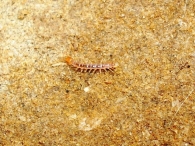 Lithobius sp. -larva-