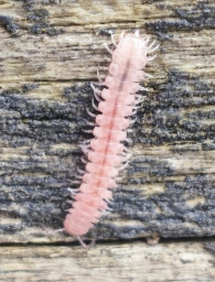 Brachydesmus superus (Latzel, 1884).