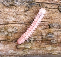 Brachydesmus superus (Latzel, 1884). 2