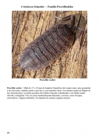Porcellio scaber