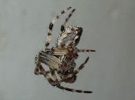 Larinioides sclopetarius -macho- 2