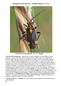 Capsodes flavomarginatus