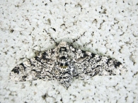 Biston betularia (Mariposa de los abedules)