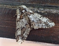 Biston strataria