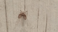 Clogmia albipunctata (Williston, 1893). Mosca de los baños.