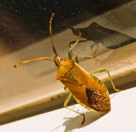 Gonocerus acuteangulatus (Goeze 1778). Chinche del aborto del avellano.