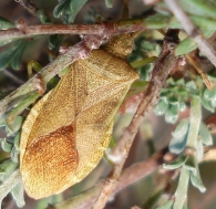 Gonocerus acuteangulatus