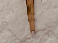 Clonopsis gallica -detalle-