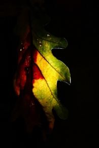 Exposición. Luz de otoño, Gonzalo Deán