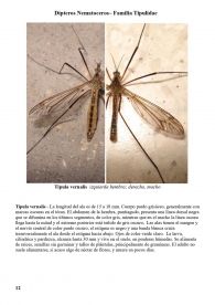 Tipula vernalis