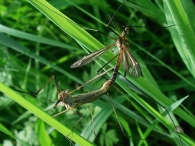 Tipula vernalis -macho y hembra-
