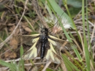 Libelloides coccajus