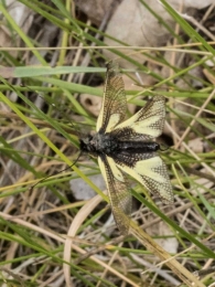 Libelloides coccajus 2