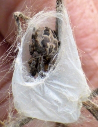 Larinioides cornutus (Clerck 1757). Araña. 3