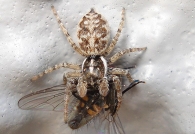 Menemerus semilimbatus - hembra adulta con presa Fannia canicularis - 3