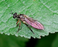 Dioctria hyalipennis (baumhaueri)