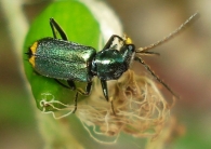 Clanoptilus elegans