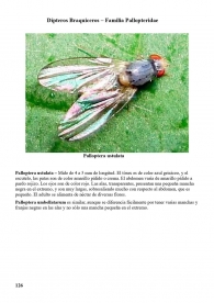 Palloptera ustulata