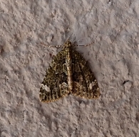 Chloroclysta siterata