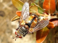 Tachina magnicornis