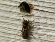 Megachile centuncularis 2