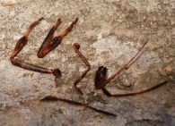 Segestria florentina -restos de Leptoglossus devorado-