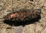 Chalcophora mariana (Linnaeus 1758). Escarabajo del pino. 3