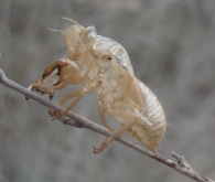 Cicada orni L., Cigarra, Chicharra. Camisa ninfal