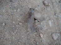 Cicada orni L., Cigarra, Chicharra 4